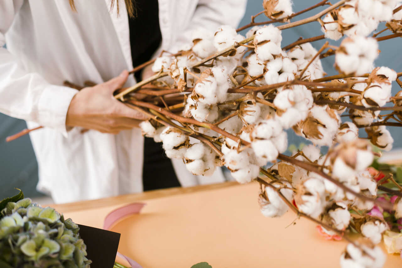 ramos de algodão natural sendo segurados à mão em composição floral com fibras de algodão