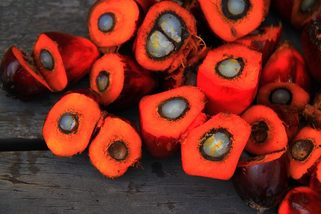 Frutos de palma cortados ao meio mostrando a polpa vermelha e a semente, matéria-prima do óleo de palmiste.